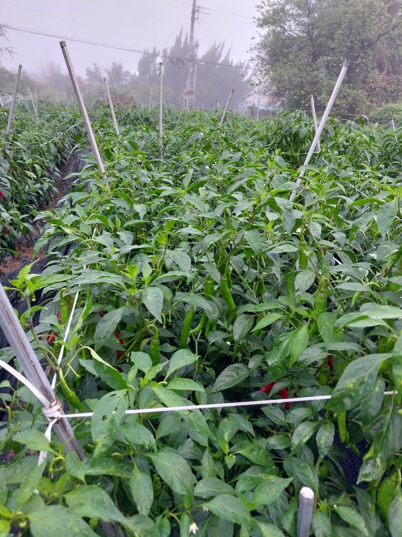 차영근님의 장터 판매 상품 [풋고추 ] 첨부 사진