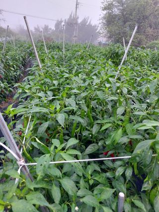 차영근님의 작성글 사진