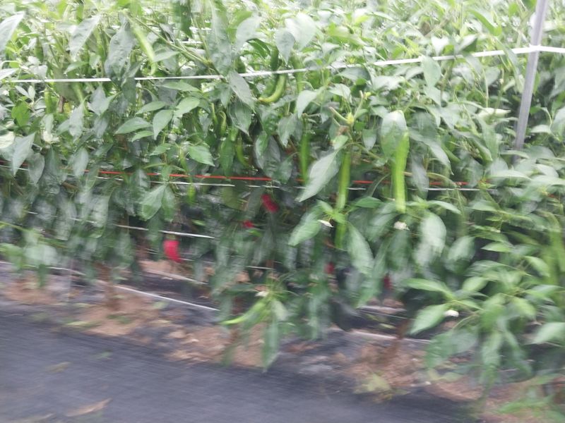 차영근님의 장터 판매 상품 [풋고추 ] 첨부 사진