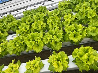 지용진님의 상추 · 병해충상담 작성글 사진