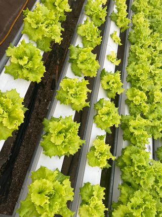 지용진님의 상추 · 병해충상담 작성글 사진