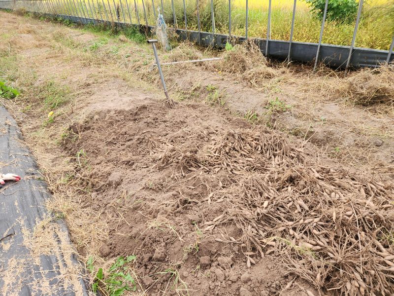 이창신님의 장터 판매 상품 [천문동모종3년생20포기] 첨부 사진