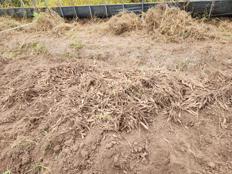이창신님의 장터 판매 상품 [천문동모종3년생20포기] 첨부 사진