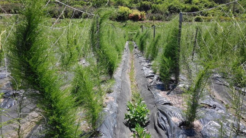 이창신님의 장터 판매 상품 [천문동모종3년생20포기] 첨부 사진