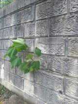 팜모닝 ↑ 윷놀이 하고 추석덕담 하기·참여글 게시글 이미지