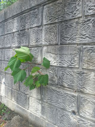 박린님의 ↑ 윷놀이 하고 추석덕담 하기 · 참여글 작성글 사진