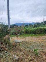 팜모닝 토마토·영농일지 게시글 이미지