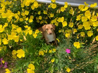 김영철님의 ↑ 윷놀이 하고 추석덕담 하기 · 참여글 작성글 사진