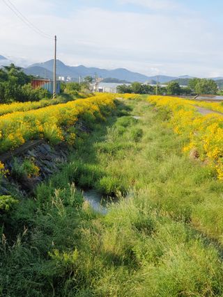 김영철님의 ↑ 윷놀이 하고 추석덕담 하기 · 참여글 작성글 사진