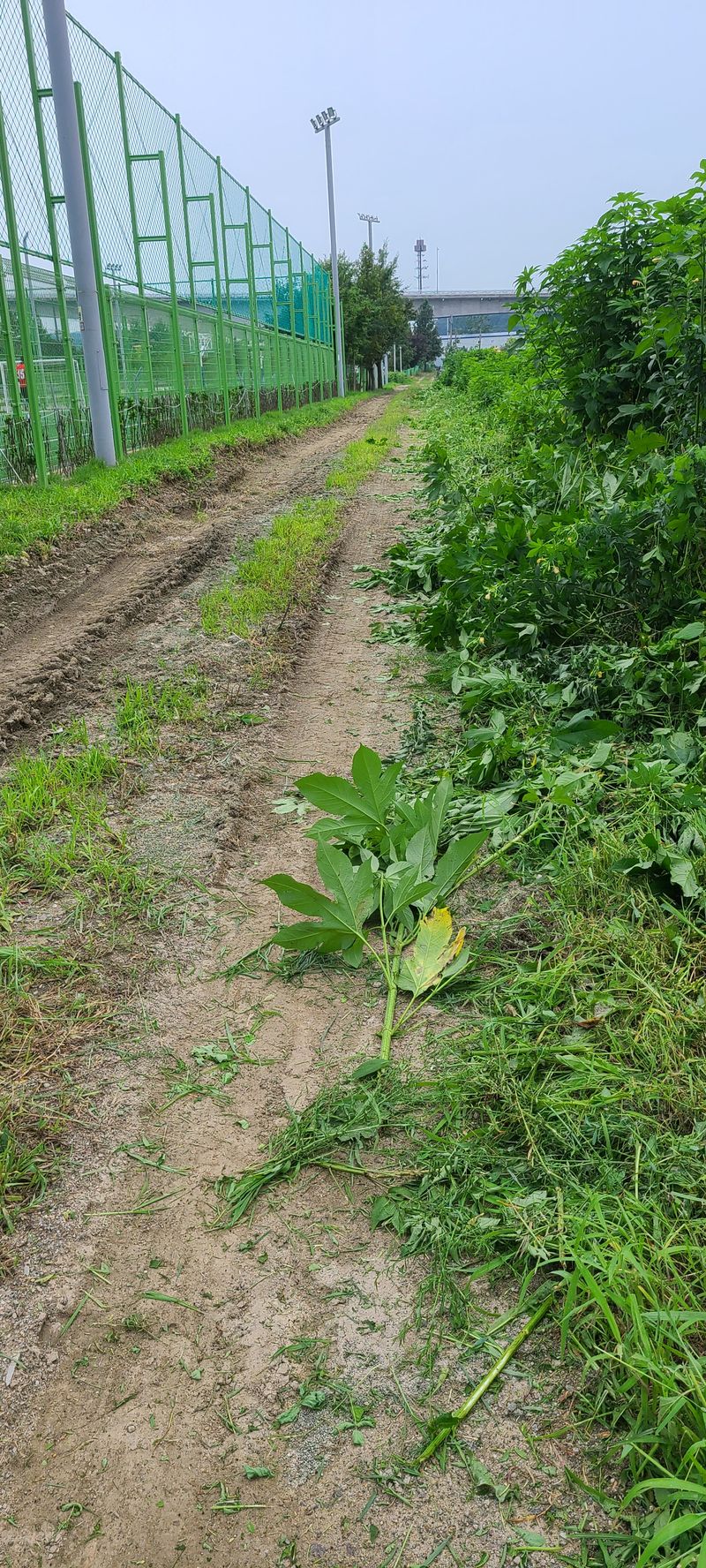 박재석님의 장터 판매 상품 [예초기 시동이 잘안걸리는데 고장원인 찾기쉽지않네요 한참] 첨부 사진