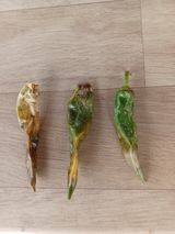 팜모닝 고추·병해충상담 게시글 이미지