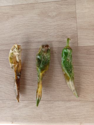 바웟돌님의 고추 · 병해충상담 작성글 사진