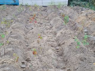 박영만님의 포도 · 영농일지 작성글 사진