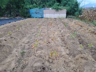 박영만님의 포도 · 영농일지 작성글 사진