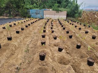 박영만님의 포도 · 영농일지 작성글 사진