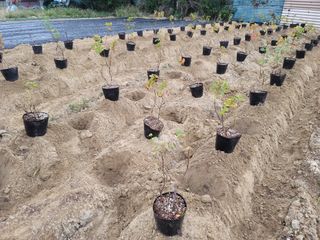 박영만님의 포도 · 영농일지 작성글 사진