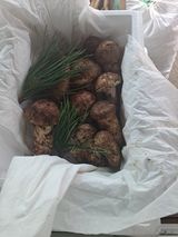 팜모닝 · 게시글 이미지