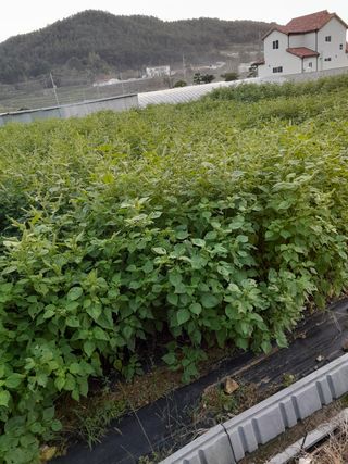 대복그랜맘님의 들깨 · 영농일지 작성글 사진