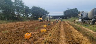 정운필님의 고구마 · 자유게시판 작성글 사진