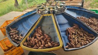 정운필님의 고구마 · 자유게시판 작성글 사진