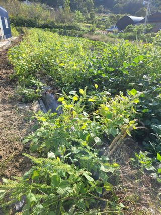 박산숙농부님의 자유주제 · 자유게시판 작성글 사진