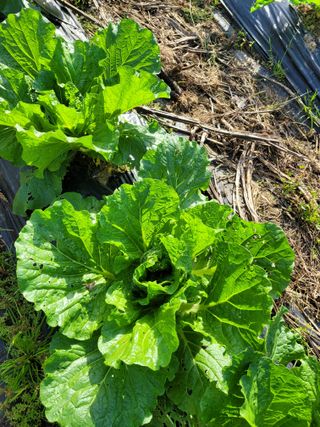 박산숙농부님의 자유주제 · 자유게시판 작성글 사진