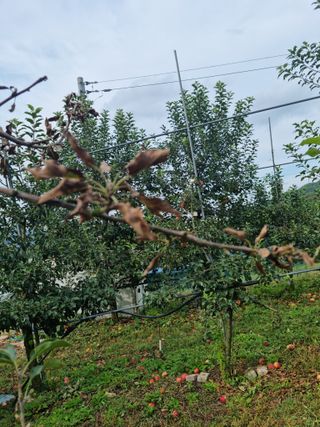 최병 만님의 ↑ 윷놀이 하고 추석덕담 하기 · 참여글 작성글 사진