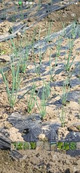 팜모닝 기타작물·영농일지 게시글 이미지