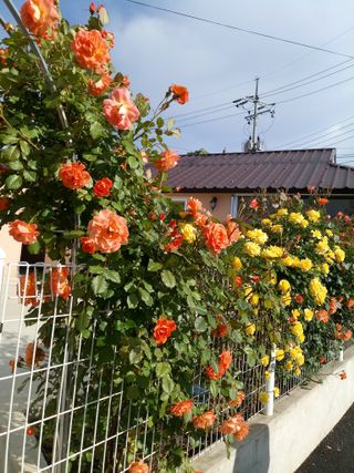 처마밑에추녀님의 ↑ 윷놀이 하고 추석덕담 하기 · 참여글 작성글 사진