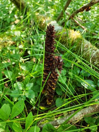 together님의 ↑ 윷놀이 하고 추석덕담 하기 · 참여글 작성글 사진