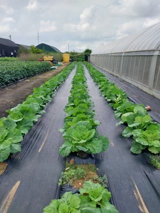 (청사초롱)님의 ↑ 윷놀이 하고 추석덕담 하기 · 참여글 작성글 사진