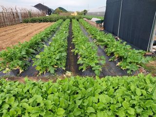 (청사초롱)님의 ↑ 윷놀이 하고 추석덕담 하기 · 참여글 작성글 사진