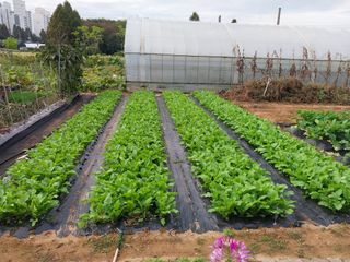 (청사초롱)님의 ↑ 윷놀이 하고 추석덕담 하기 · 참여글 작성글 사진