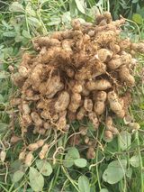 팜모닝 기타작물·자유게시판 게시글 이미지