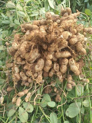 엘림농장님의 기타작물 · 자유게시판 작성글 사진