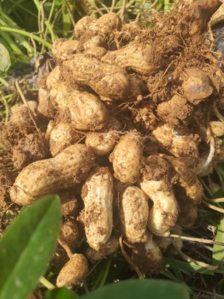 엘림농장님의 기타작물 · 자유게시판 작성글 사진