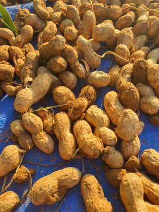 엘림농장님의 기타작물 · 자유게시판 작성글 사진