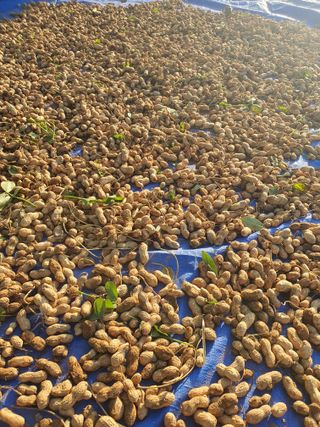 엘림농장님의 기타작물 · 자유게시판 작성글 사진