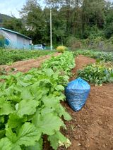 팜모닝 10월 농사 성적 자랑하기·참여글 게시글 이미지