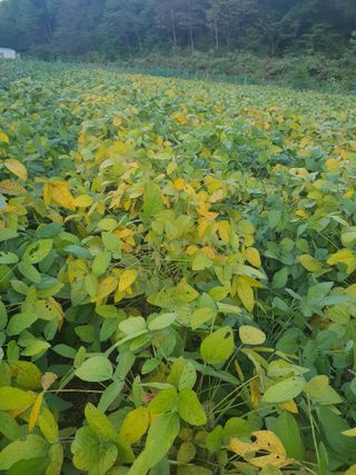 엘림농장님의 10월 농사 성적 자랑하기 · 참여글 작성글 사진