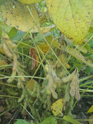 엘림농장님의 10월 농사 성적 자랑하기 · 참여글 작성글 사진