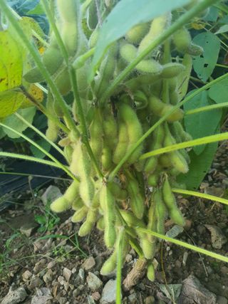 엘림농장님의 10월 농사 성적 자랑하기 · 참여글 작성글 사진