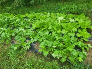 액티브맨님의 10월 농사 성적 자랑하기 · 참여글 작성글 사진