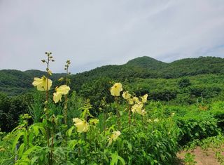 슈퍼맨님의 10월 농사 성적 자랑하기 · 참여글 작성글 사진