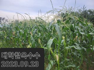 김영복 19146님의 10월 농사 성적 자랑하기 · 참여글 작성글 사진