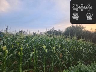 김영복 19146님의 10월 농사 성적 자랑하기 · 참여글 작성글 사진