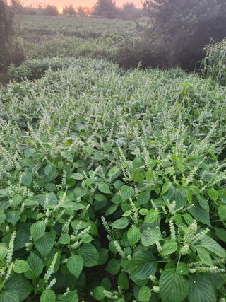 김영복 19146님의 10월 농사 성적 자랑하기 · 참여글 작성글 사진