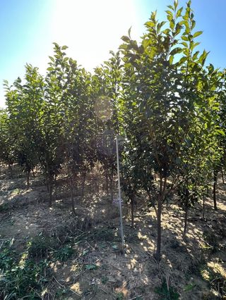 일심묘목농원님의 작성글 사진