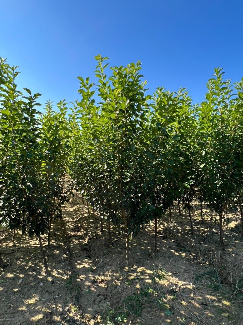 일심묘목농원님의 장터 판매 상품 [알프스왕자두 3년생 결실주 분달이] 첨부 사진