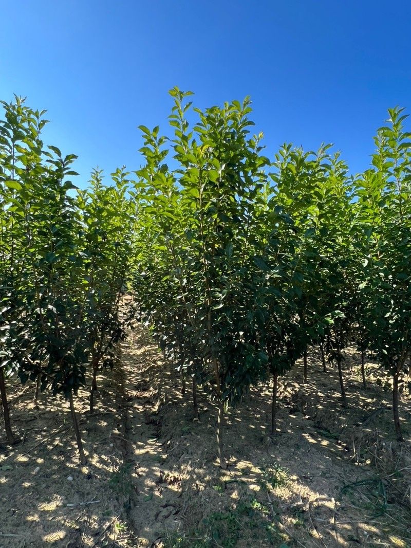 일심묘목농원님의 장터 판매 상품 [알프스왕자두 3년생 결실주 분달이] 첨부 사진